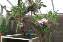 Orchideje