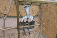 Lemur kata