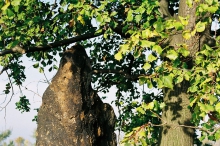 menhir Baba