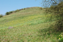 bdc-2509.jpg