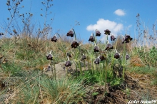 bdc-2514.jpg