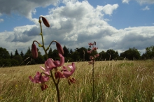 Hradišťanská louka