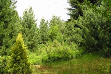 bdc-3442.jpg