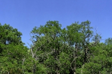 bdct-675.jpg
