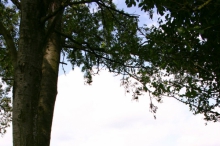 bdc-1023.jpg